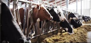 品质服务，牛气冲天！华全静音发电机组为畜牧养殖业保电